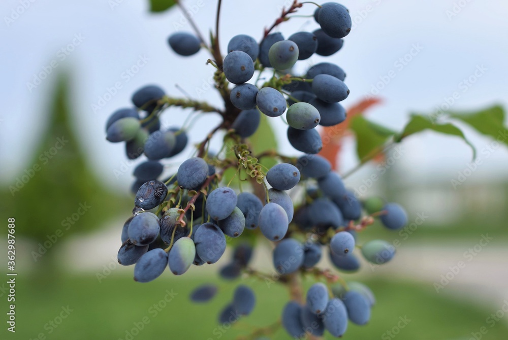 Mahonia pinnata, A shrub species in the measles family. Mahonia pinnata, A shrub species in the measles family.