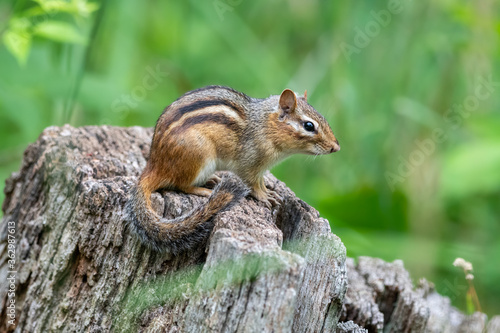 Photos Eastern chipmunk on wooden stump