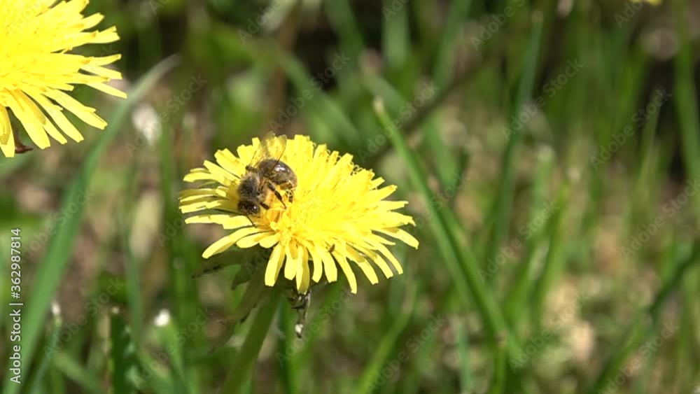 Close up view to the bee collects pollen from yellow dandelion at summer day Close up view to the bee collects pollen from yellow dandelion at summer day