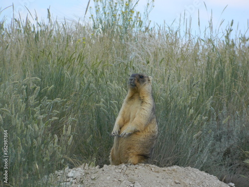 mammal