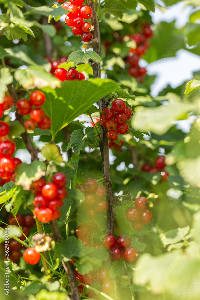 Red currants on the bush branch in the garden. Young currant berries ripen on a bush in the garden, ripe berries in the garden and on the farm. Concept of agrarian industry. Red currants on the bush branch in the garden. Young currant berries ripen on a bush in the garden, ripe berries in the garden and on the farm. Concept of agrarian industry.