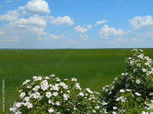 flower