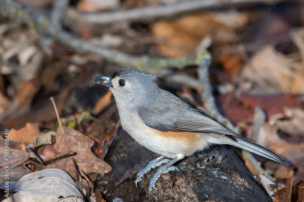 Obraz premium Tufted titmouse standing on a decaying log having picked up a seed in its beak