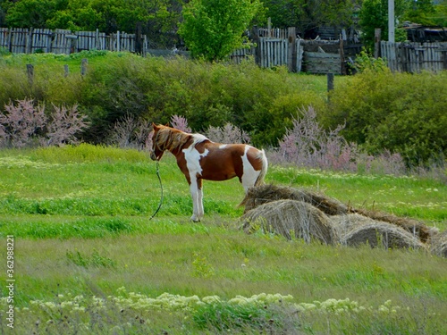 horse