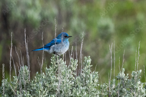 Mountain Blue Bird © Penny Hegyi