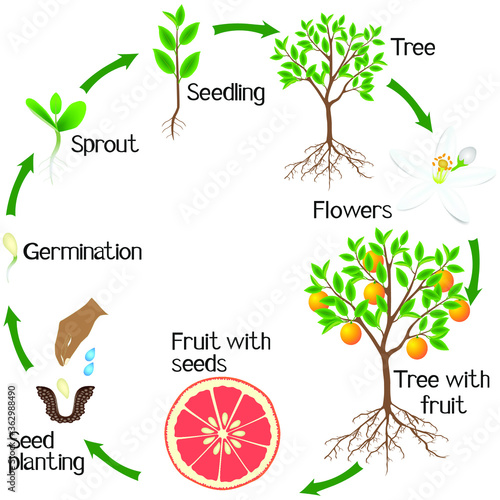 A growth cycle of a grapefruit plant on a white background.
