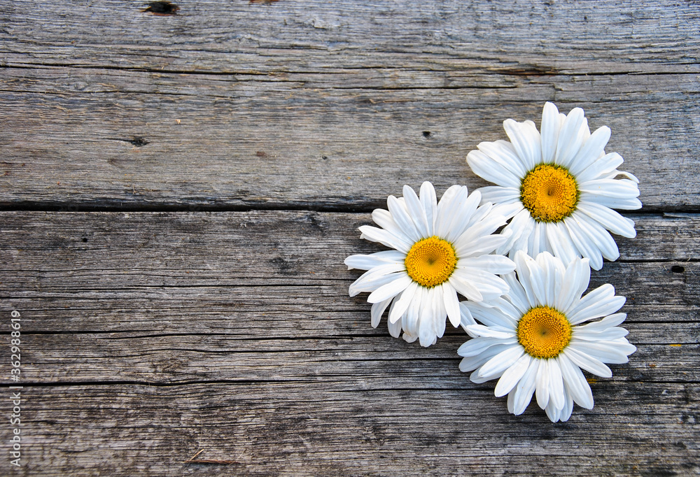 Fototapeta premium camomile on a wooden background and place for text. summer in the village