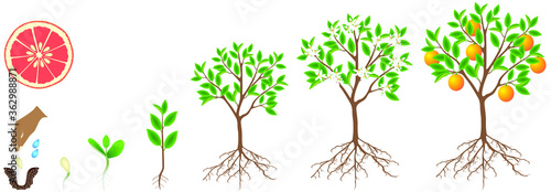 Cycle of growth of a grapefruit plant on a white background.