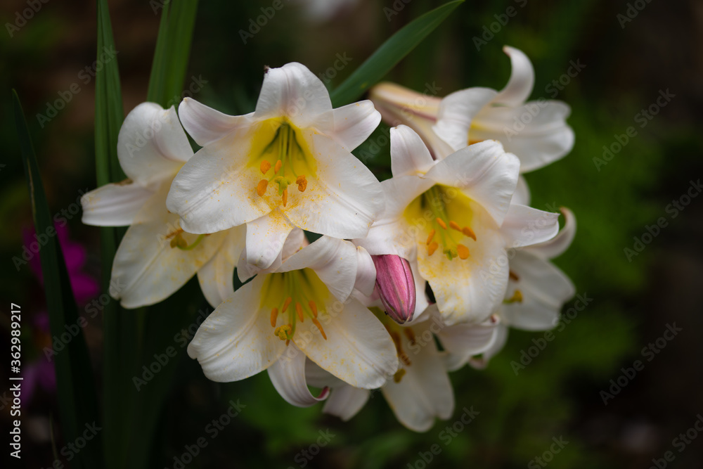 close up of a white and pink lily