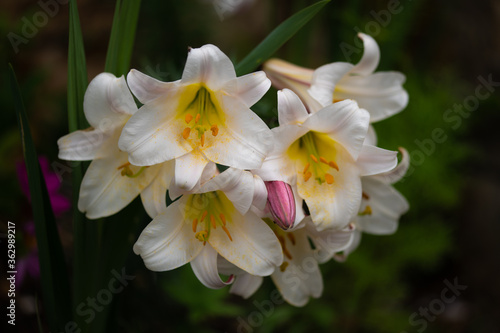 close up of a white and pink lily