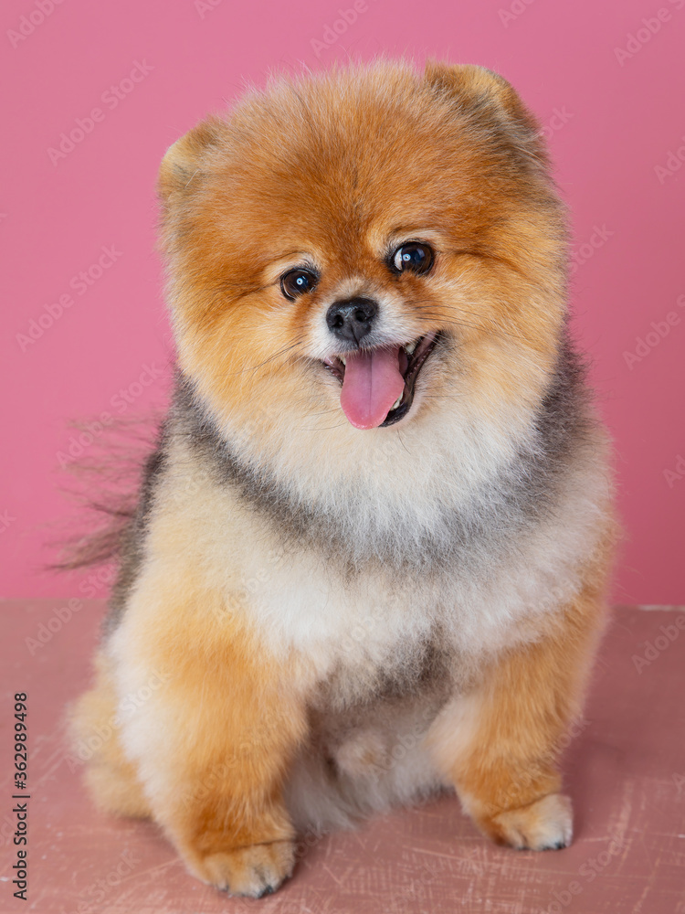 red spitz on a pink background, funny dog red spitz on a pink background, funny dog
