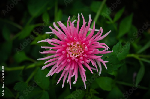 macro close up pink and white dahlia flower