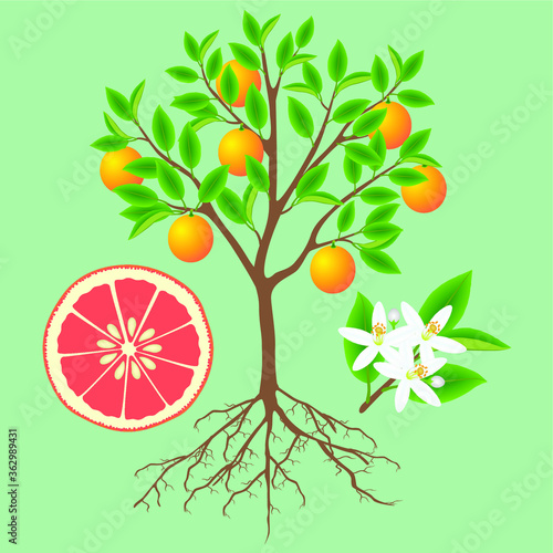 Parts of a grapefruit plant on a green background.