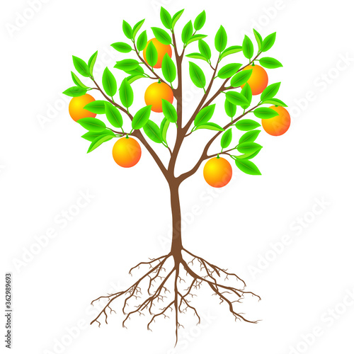 A tree of an grapefruit with fruits and roots on a white background.