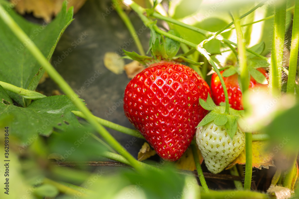 Strawberry plant. Strawberry bush. Strawberries in growth at garden. Ripe berries and foliage. Rows with strawberry plants. Fruit production. Smart agriculture, farm, technology concept.