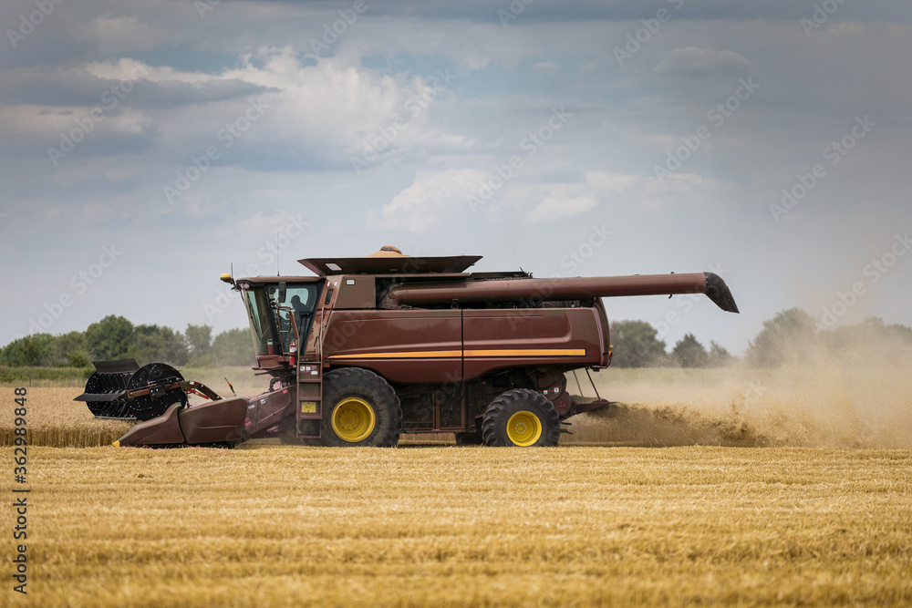Obraz premium Wheat Harvest