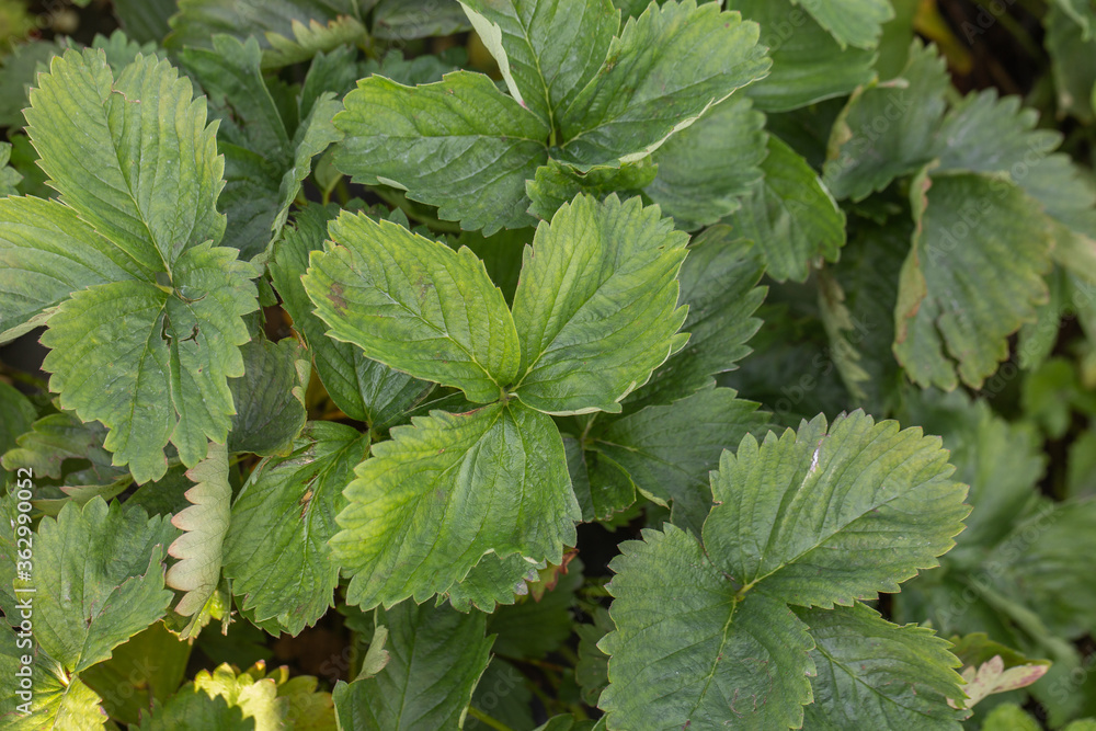 Art green strawberry leaf , Strawberry tree leaves , Wild strawberry leaves background. Bright green leaves of a strawberry. Strawberries bushes background. Art green strawberry leaf , Strawberry tree leaves , Wild strawberry leaves background. Bright green leaves of a strawberry. Strawberries bushes background.