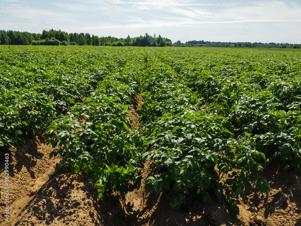 green field of potatoes. farm. industry