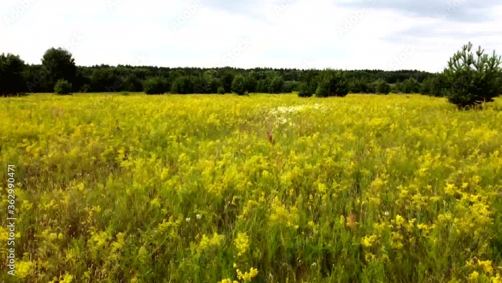 Flowery meadow in the midst of summer.
Spring and summer - the time of flowering meadow flowers and herbs.
Flowery meadow in the midst of summer.
Spring and summer - the time of flowering meadow flowers and herbs.