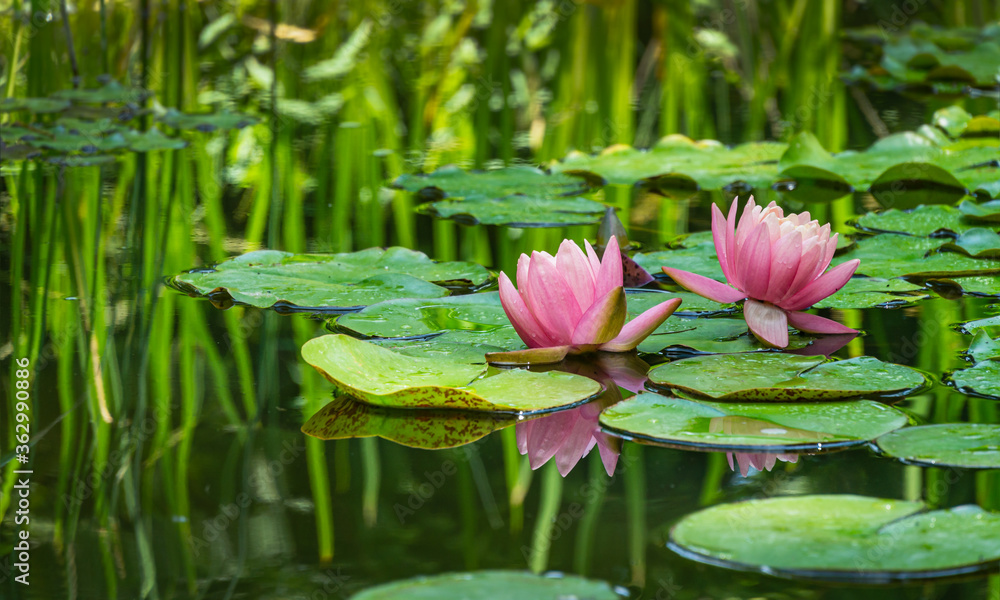 Two big amazing bright pink water lilies, lotus flowers Perry's Orange  Sunset in garden pond. Beautiful nympheas reflected in water. Flower  landscape for nature wallpaper Stock Photo | Adobe Stock