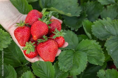 Hands of farmer holding freshly picked strawberries. handful of fresh strawberries over the field with leaves and unripe berries. Concept of vegetarian dieting  raw food ingredients  healthy.