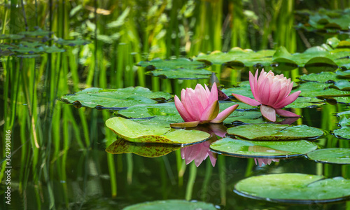 Canvas Print Two big amazing bright pink water lilies, lotus flowers Perry's Orange Sunset in garden pond