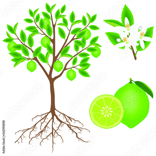 Parts of a lime plant on a white background.