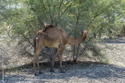 Camel alone in oasis / desert, Chad © Torsten Pursche
