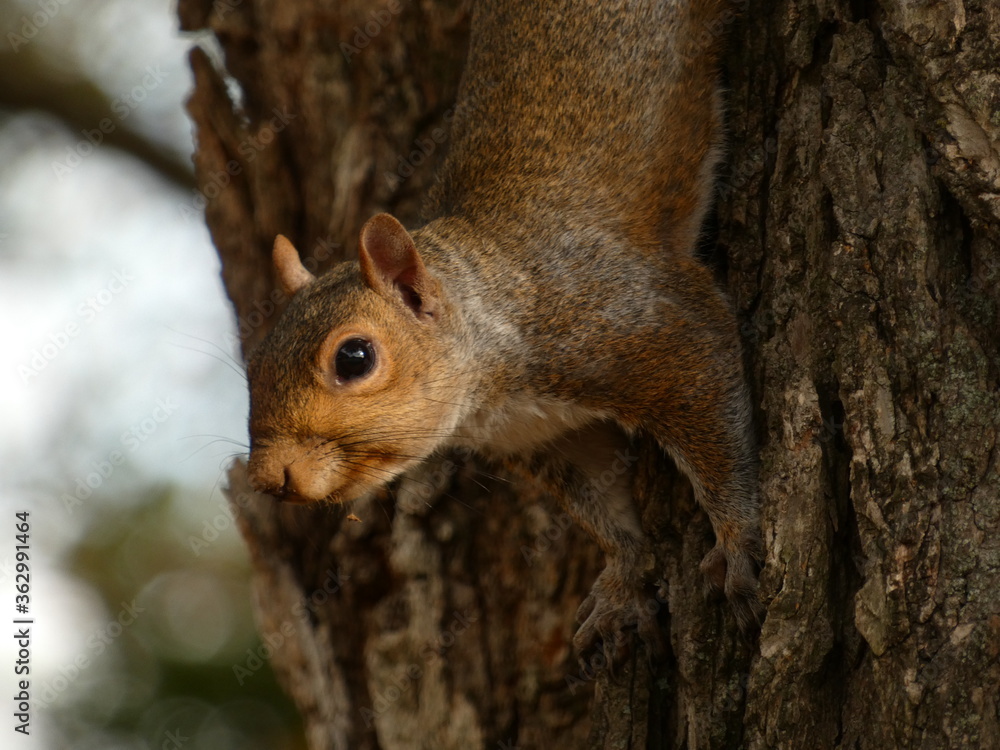 Eastern gray squirrel (Sciurus carolinensis) - grey squirell descending down tree, Washington D.C., USA Eastern gray squirrel (Sciurus carolinensis) - grey squirell descending down tree, Washington D.C., USA