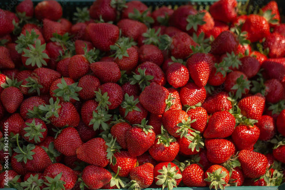 Fresh ripe perfect strawberry - Food Frame Background. Fresh strawberry as texture background. Natural food backdrop with red berries. Strawberries sale in a food market in summer. Fresh ripe perfect strawberry - Food Frame Background. Fresh strawberry as texture background. Natural food backdrop with red berries. Strawberries sale in a food market in summer.