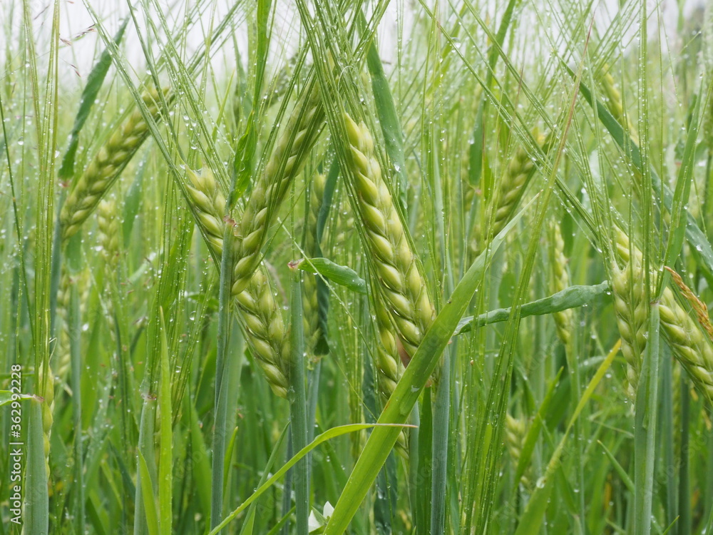 Obraz premium green spikelets of wheat in a farmer's field. poster. 4K