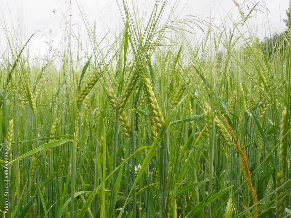 green spikelets of wheat in a farmer's field. poster. 4K green spikelets of wheat in a farmer's field. poster. 4K
