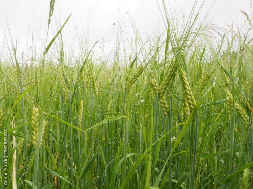 Fototapeta premium green spikelets of wheat in a farmer's field. poster. 4K