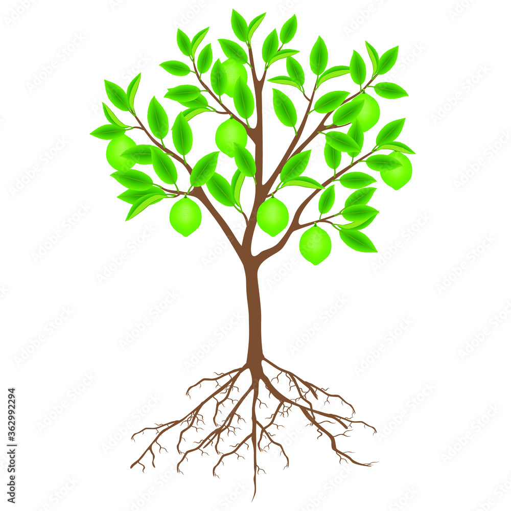 Fototapeta premium Lime tree with fruits and roots on a white background.