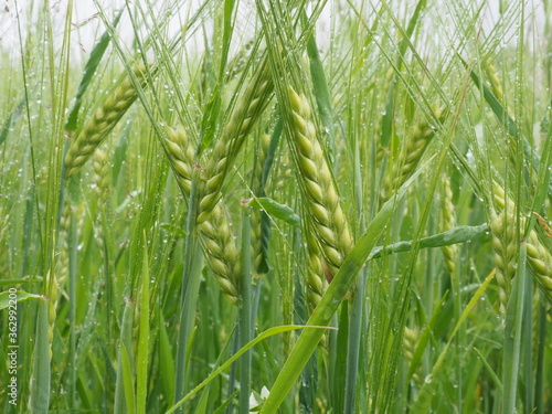 green spikelets of wheat in a farmer's field. poster. 4K