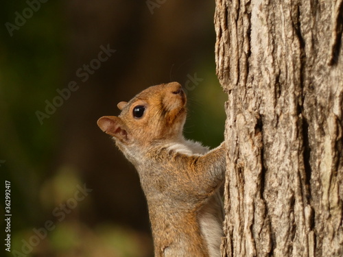Eastern gray squirrel (Sciurus carolinensis) - grey squirell climbing tree, Washington D.C., USA