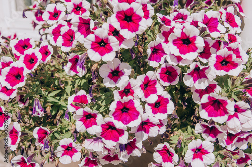 background of pink and white country flowers © yana_novak22