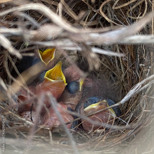 baby birds in nest