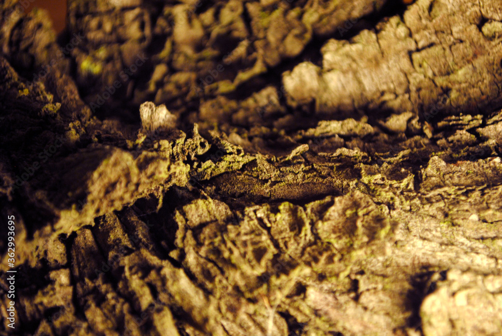 Macro textura de corteza de árbol.