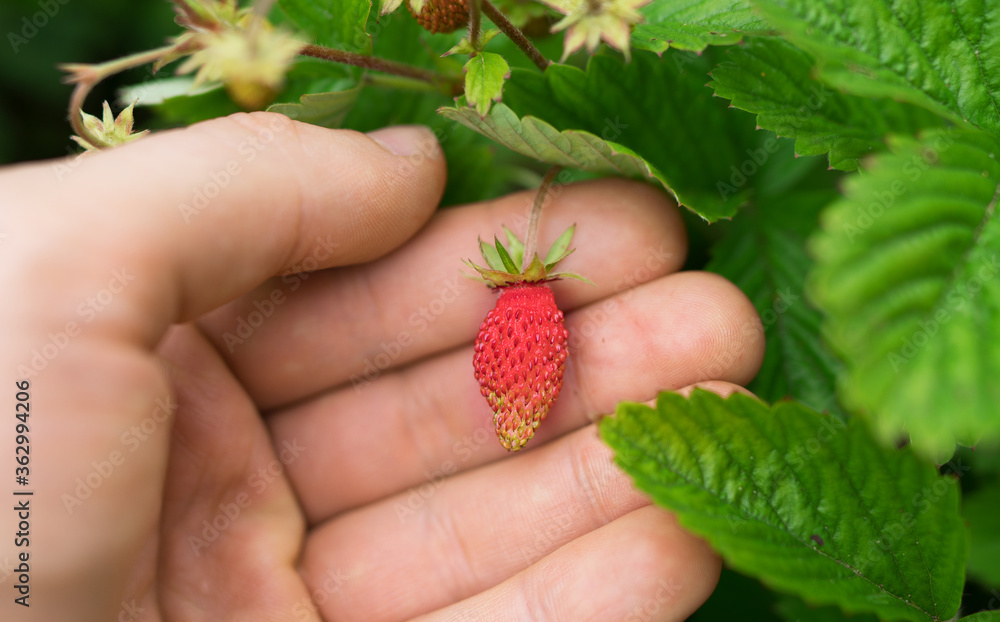 Man holding young unripe wild strawberry. Man holding young unripe wild strawberry.