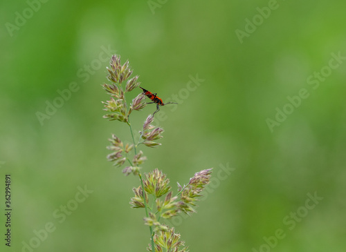 An Insect Sitting on a Grass Stem © World Travel Photos