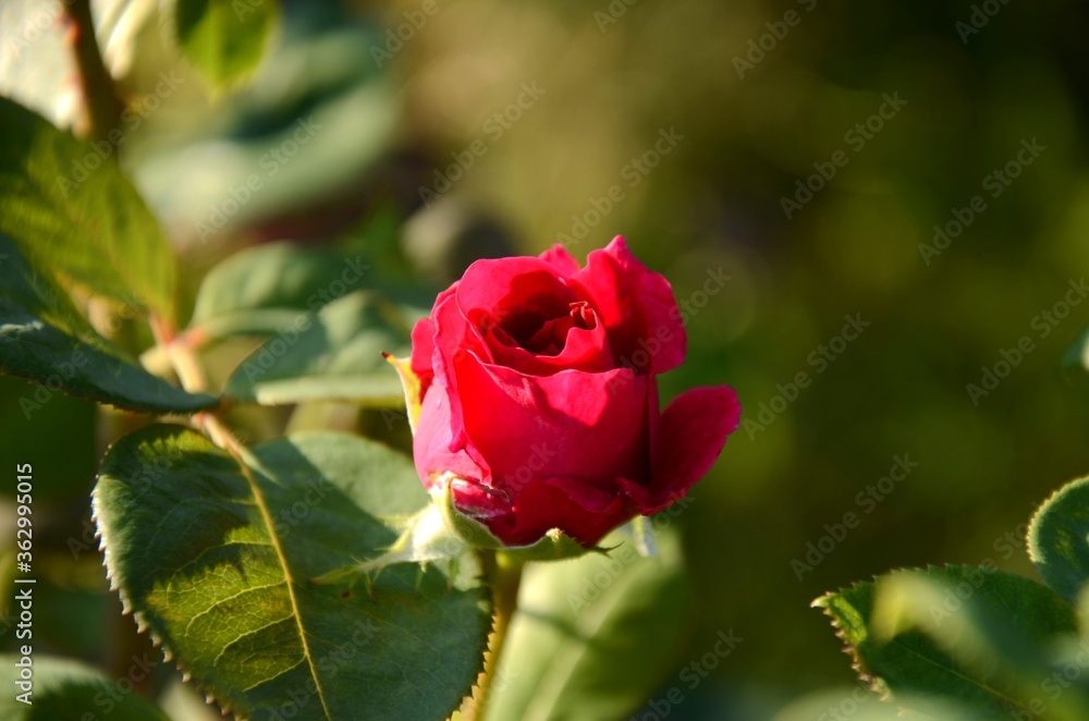 one red rose growing outside on a green blured background
