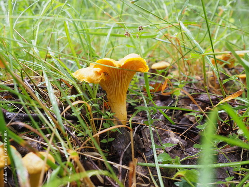 chanterelle mushrooms in the forest. silent hunting. poster. 4K