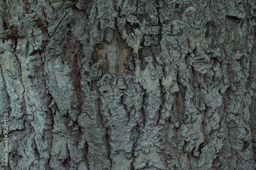 Fototapeta Naklejka Na Ścianę i Meble -  Gray bark tree close-up.
