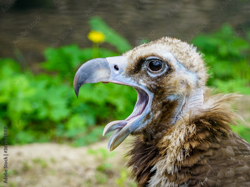 portrait of a cinereous vulture with the open beak and the tongue out portrait of a cinereous vulture with the open beak and the tongue out