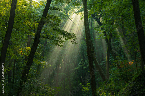 Sun rays shining through the forest canopy. 
