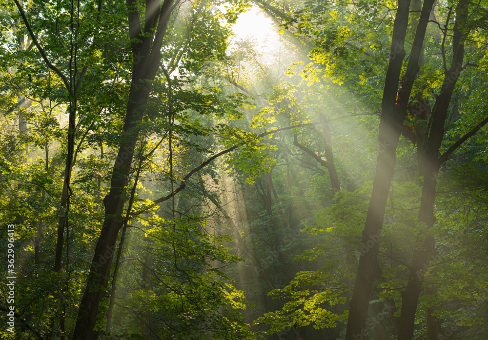 Early morning sunlight rays shining through misty forest trees.