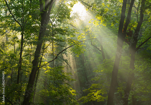 Fototapeta Early morning sunlight rays shining through misty forest trees.