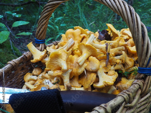 basket with mushrooms chanterelles and a knife in the forest. quiet hunting, hobby