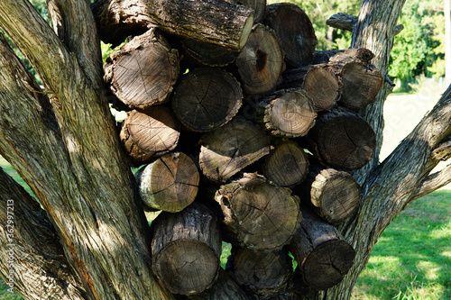 Close up view of bunch of dry logs stacked in a tree between the brunches. A green grass area as background.